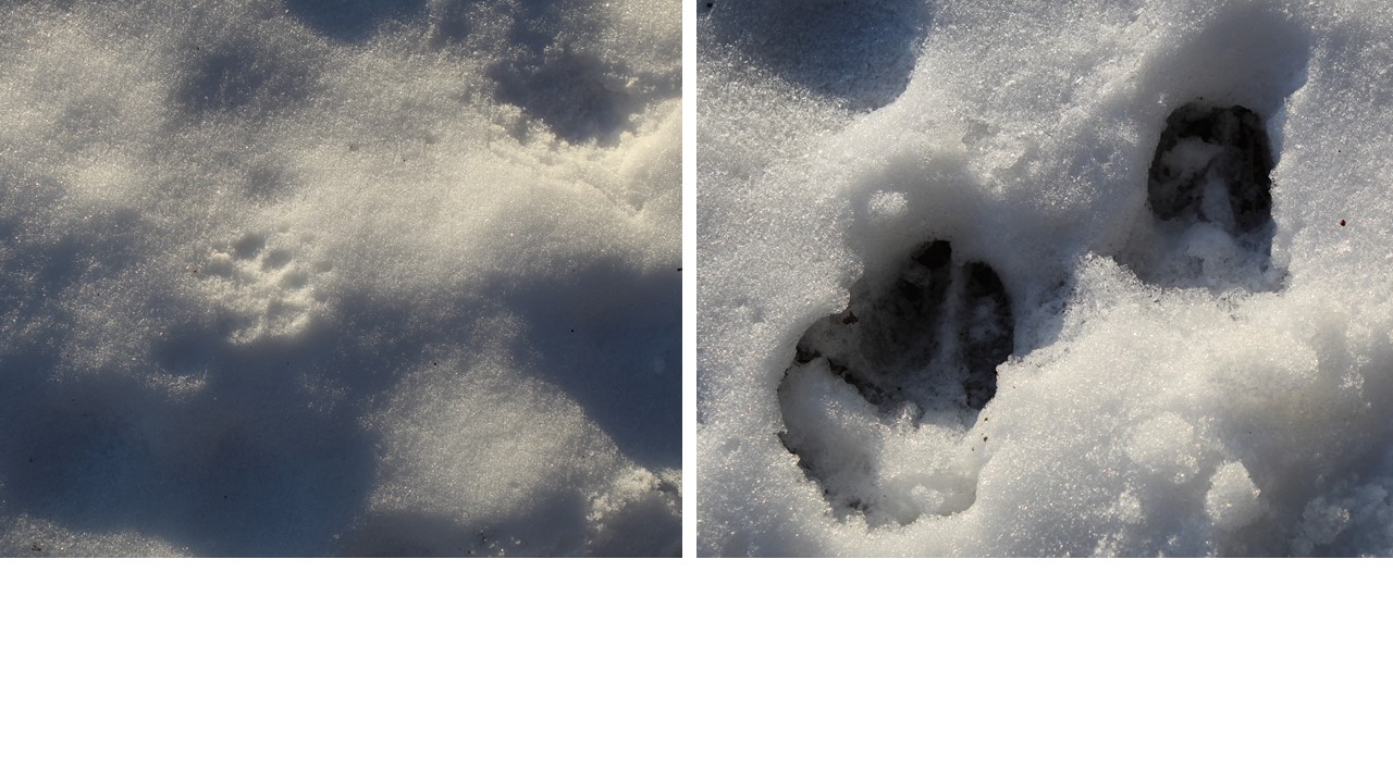 Trace d'animaux dans la neige traces laissées par un blaireau et un chevreuil dans la neige à Saint Privat de Vallongue