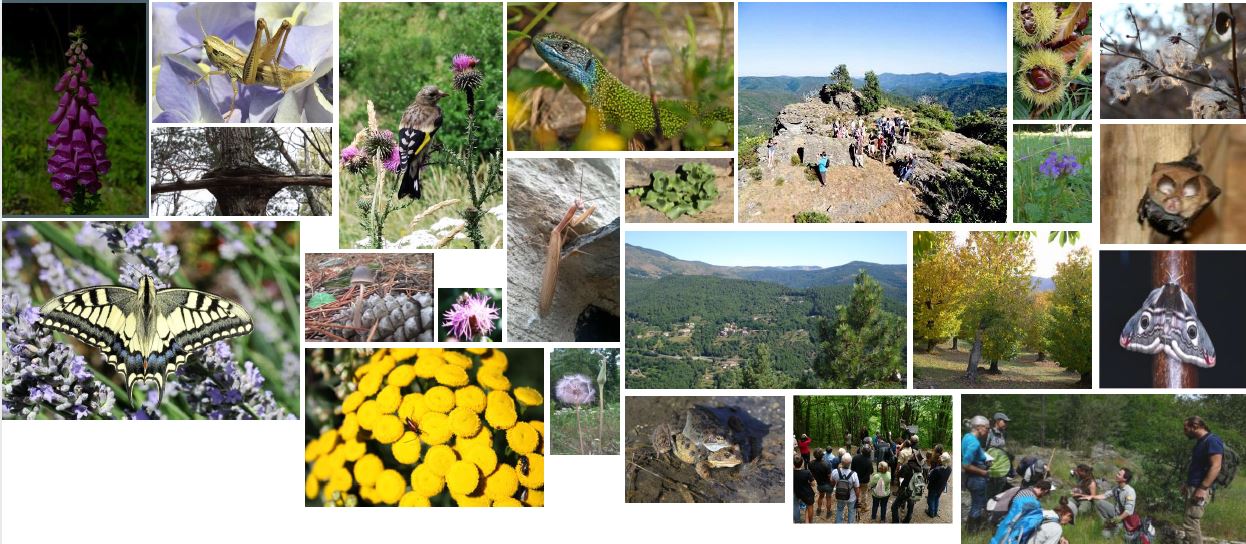 Des vacances pour tous au cœur de la nature image de la faune et de la flore cévenole