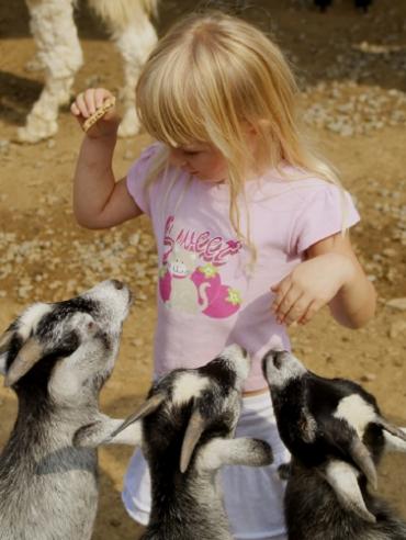 petite fille avec des chèvres en Cévennes