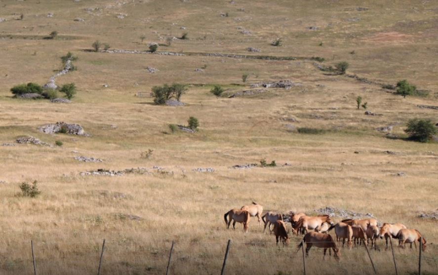 chevaux sur le Causse Méjean Les hauts de saint privat village vacances