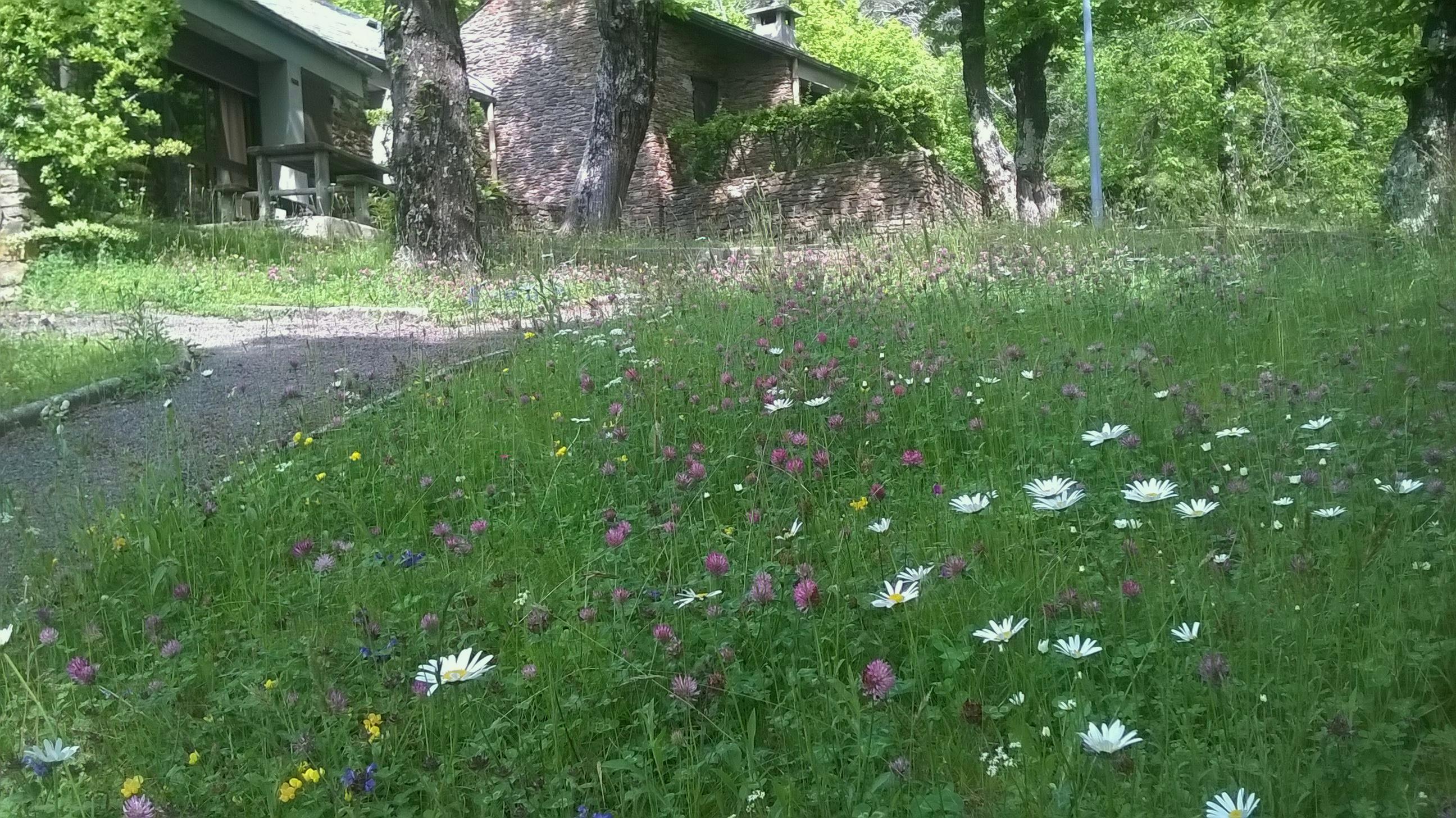 petites fleurs