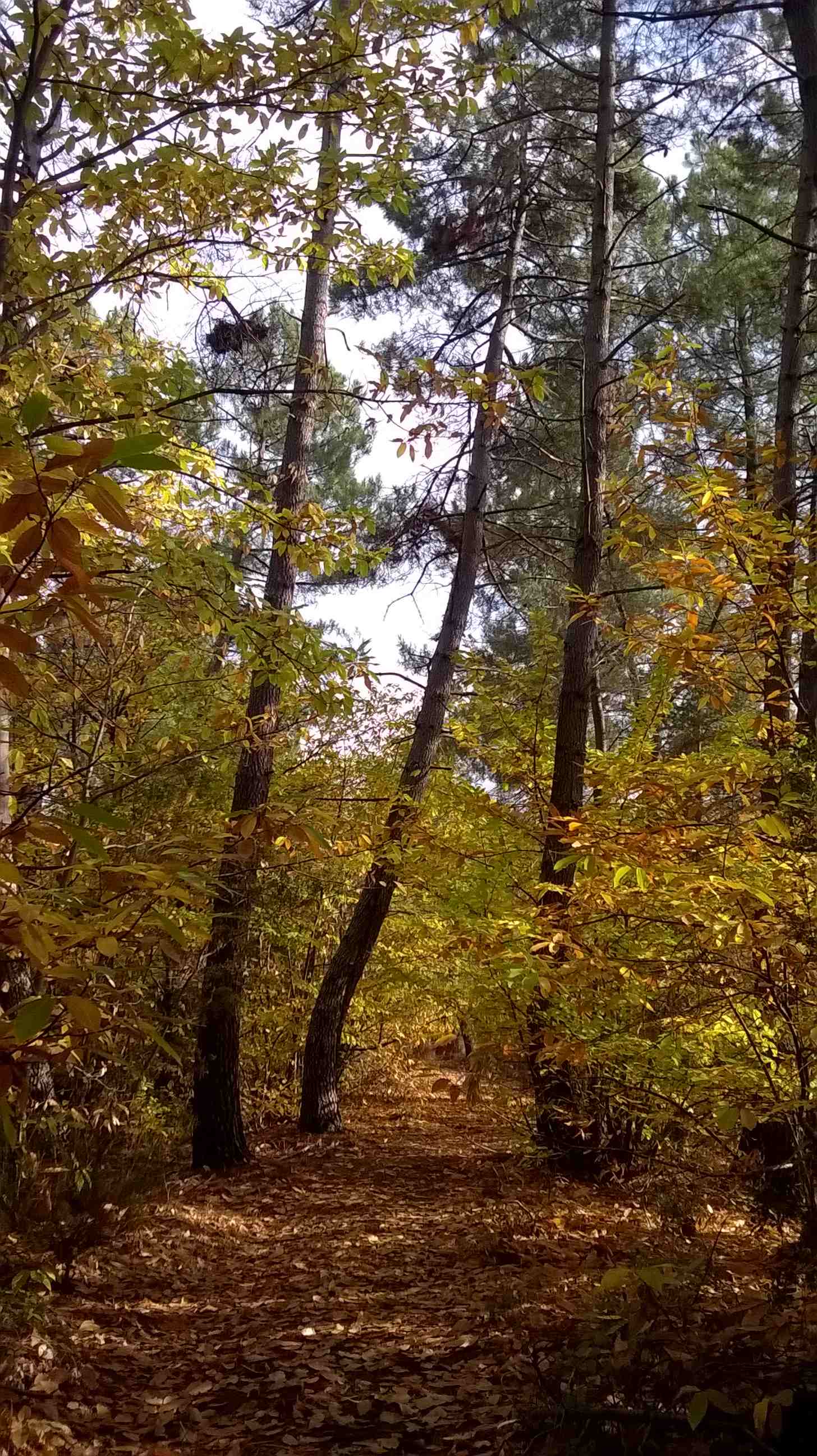 chemine sillonnant dans une forêt cévenole - automne